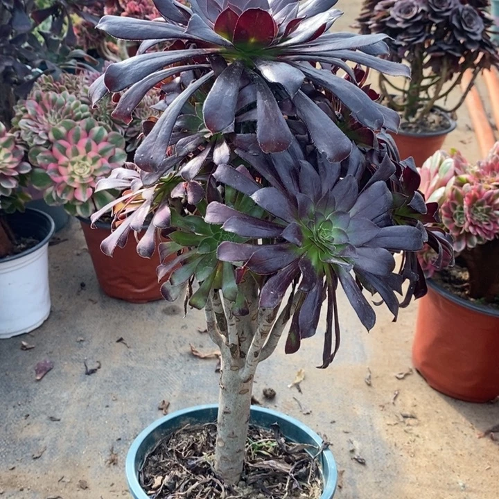 墨法多肉植物50。