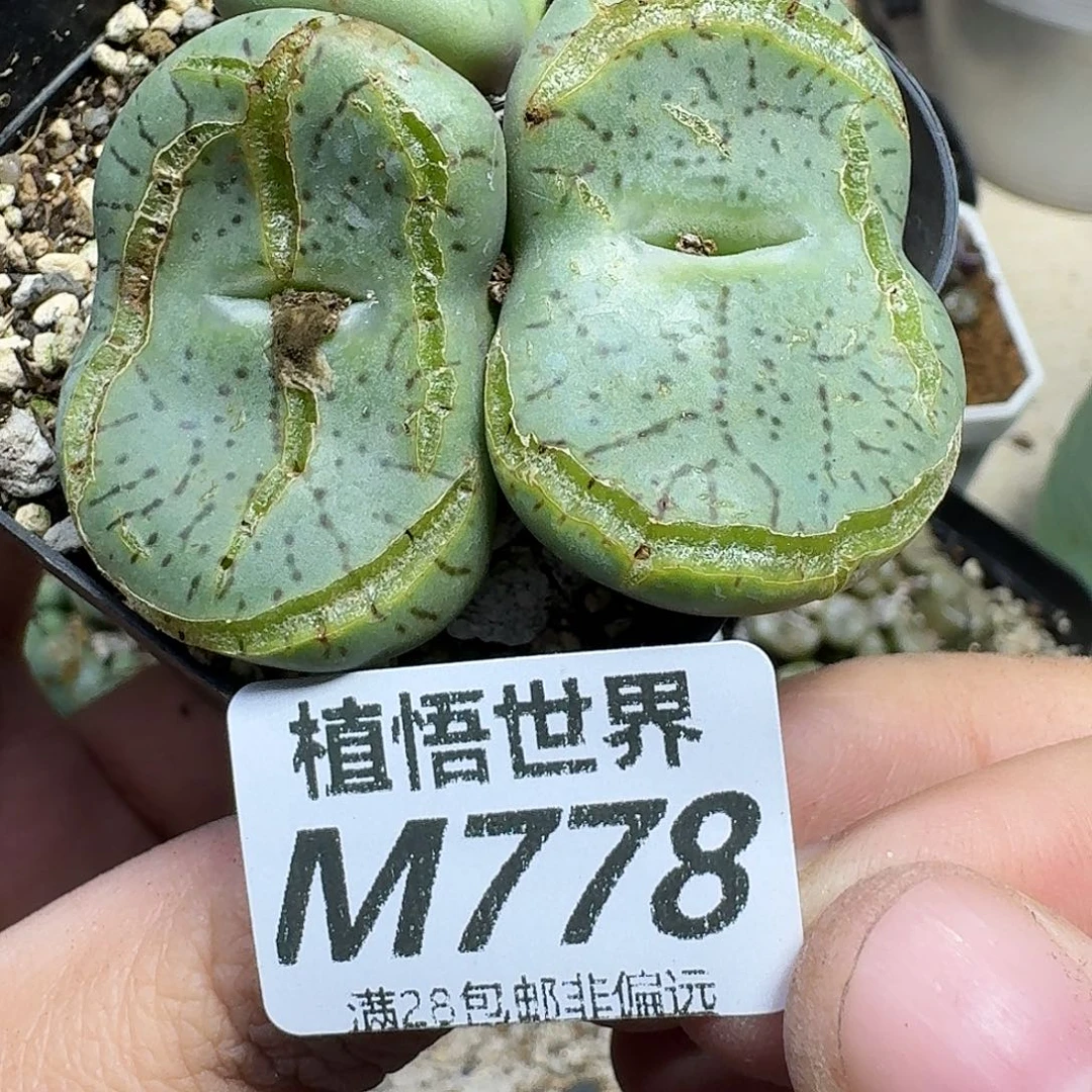 多肉植物的人生ghj