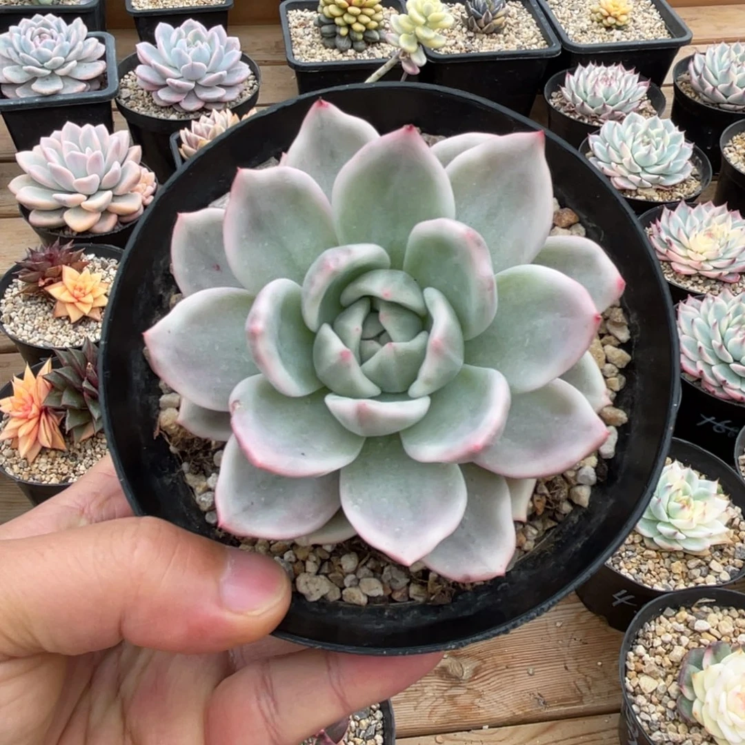 香槟锦单头一物一拍