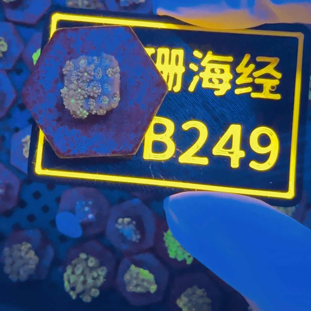 黄***胖纽扣珊瑚晓晓不包邮澳彩切件B249