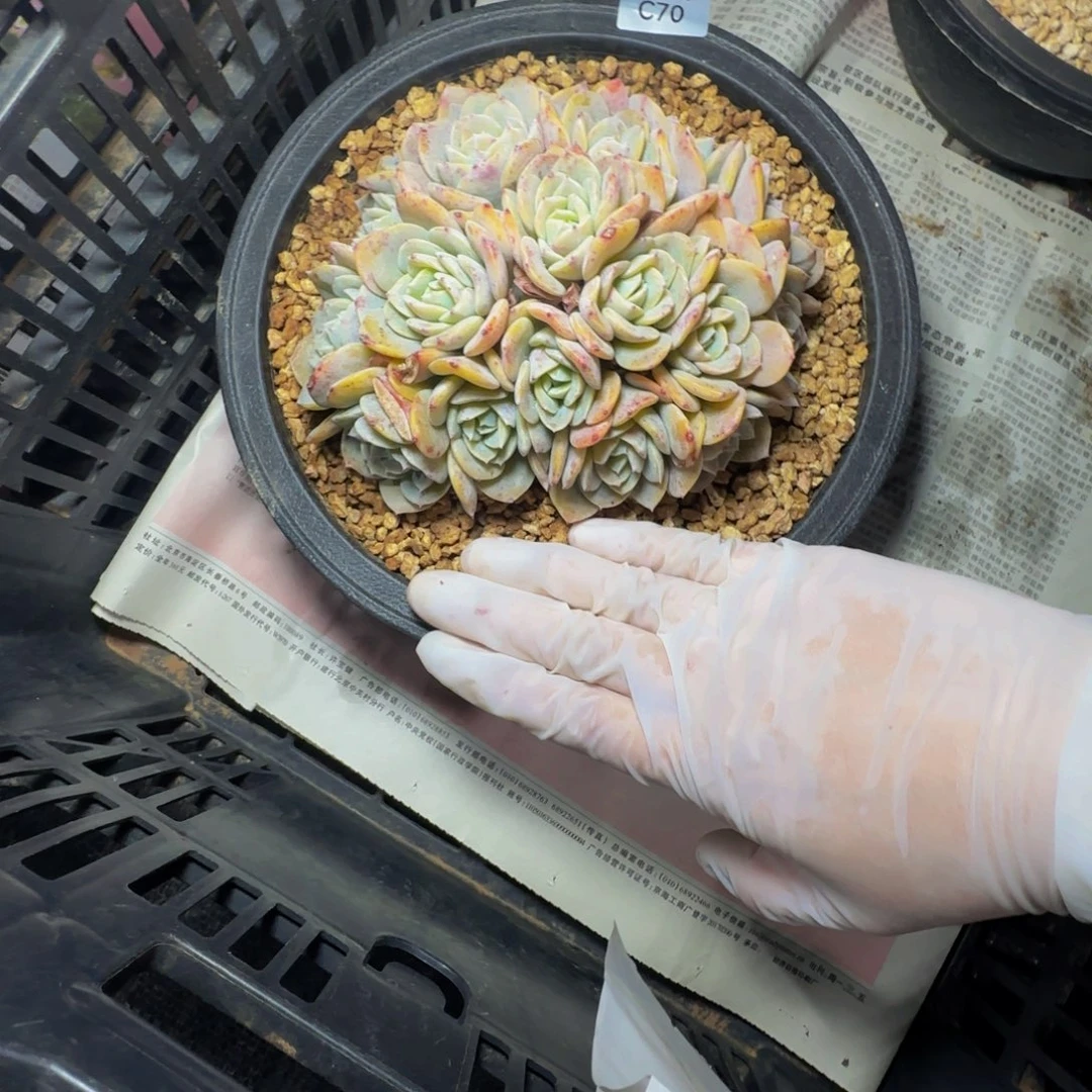 用****0c c c c c c c 70