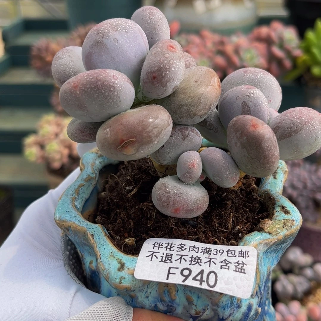 940-黄金大叶奶酪多肉7cm