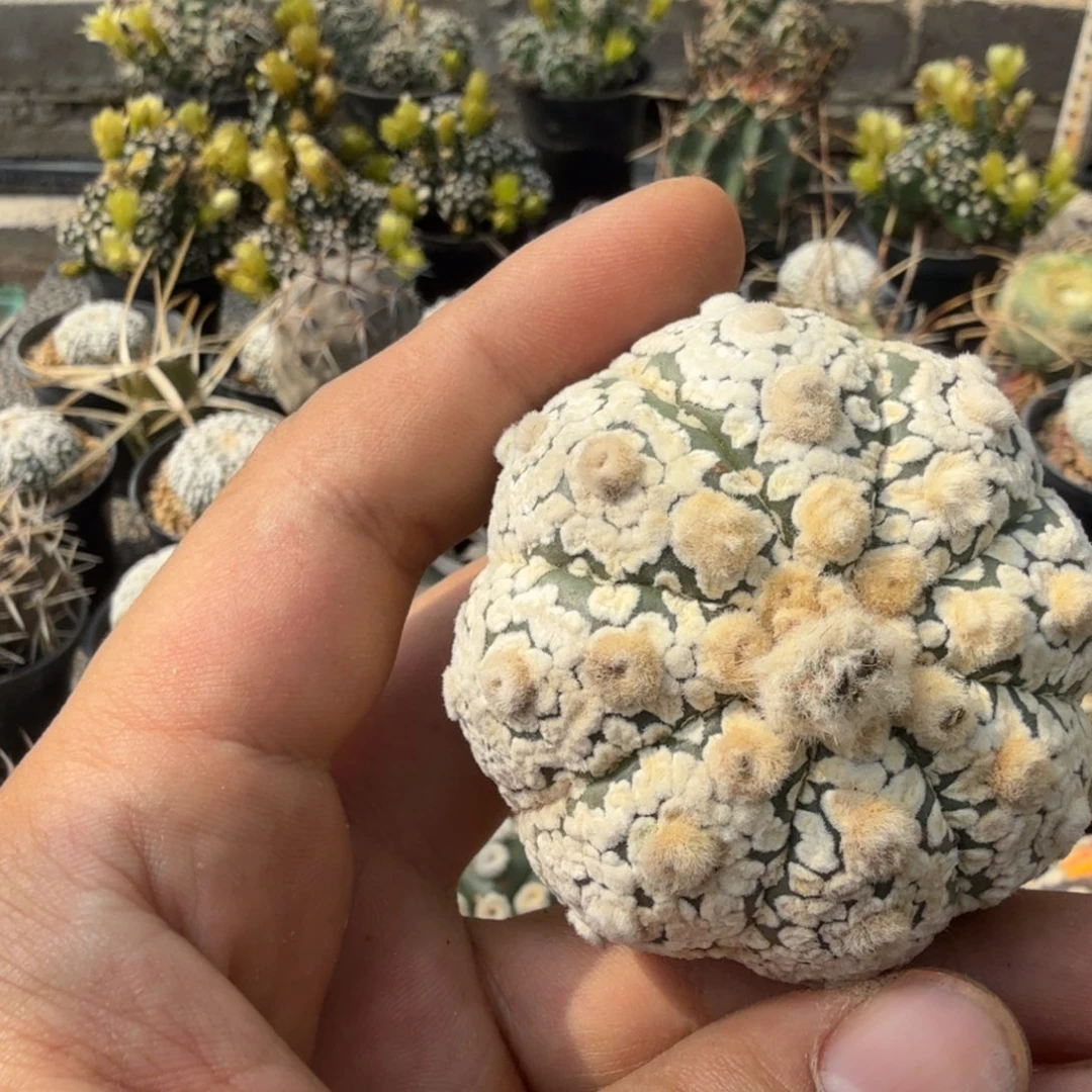 ?**路多肉植物多肉植物