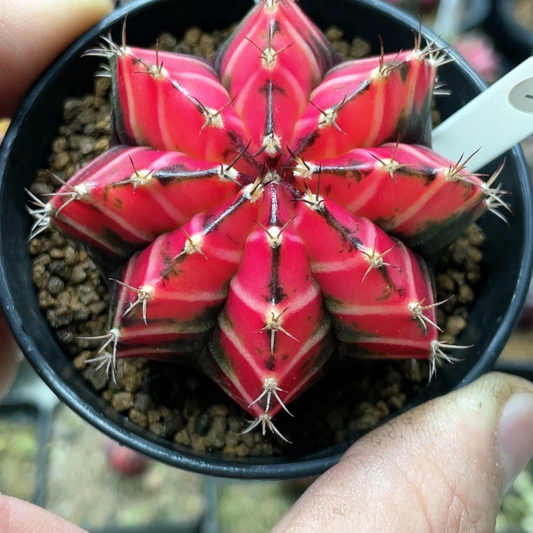 泰系实生，玫瑰粉，黑背白V纹