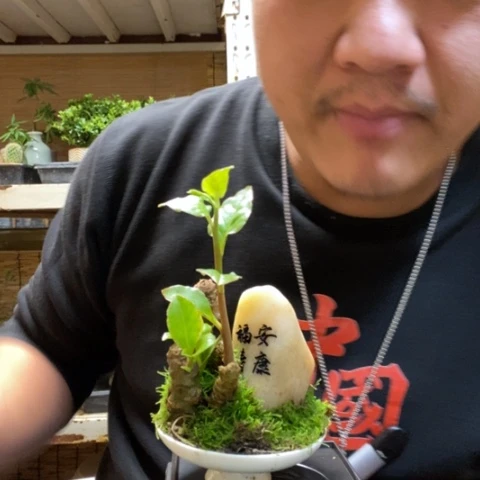 红陶一物一拍所见即所得86