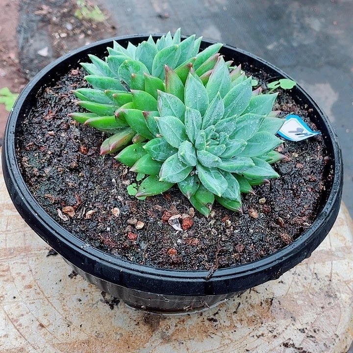 616 美人一物一拍多肉