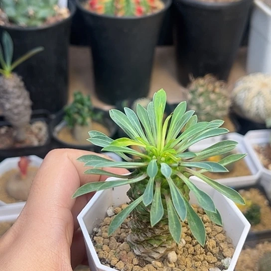 铁甲麒麟一颗一颗