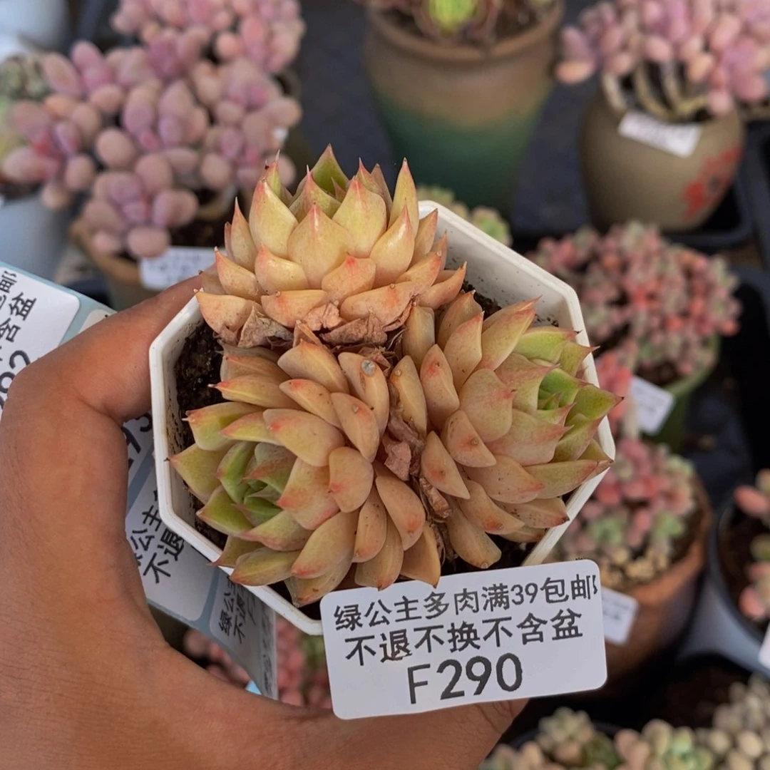 290昂斯诺多肉7c m