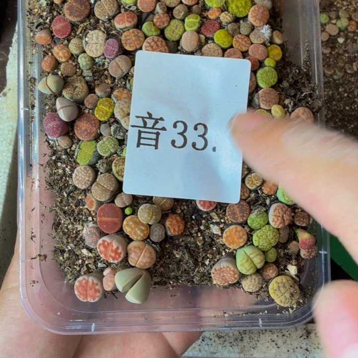 兔*乖我的小可爱们都好33