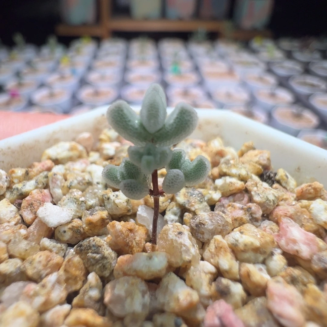 白水晶，尺寸很小 ，415 实生月曲，拍下不退不换