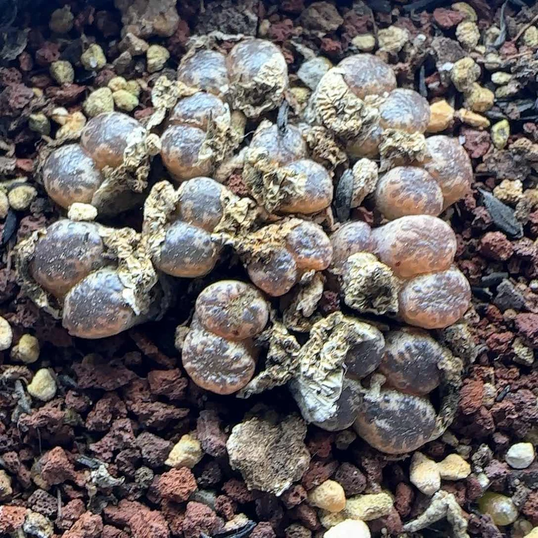 开播福利走起41998