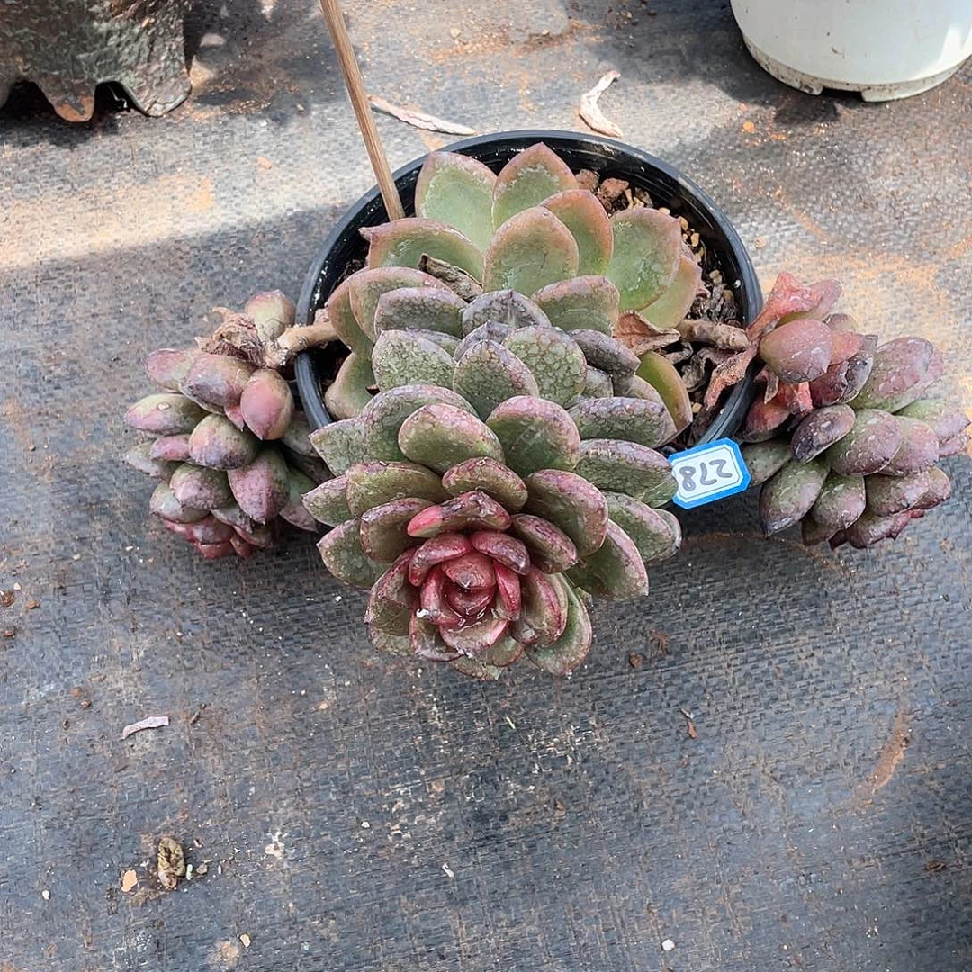 278丰沛玫瑰 一物一拍多肉