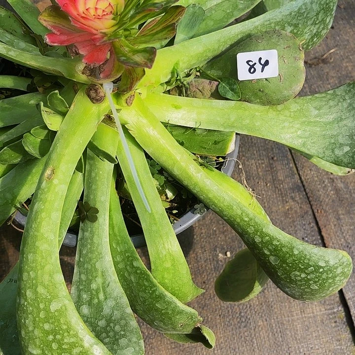 半*莲84多肉植物植物植物植物