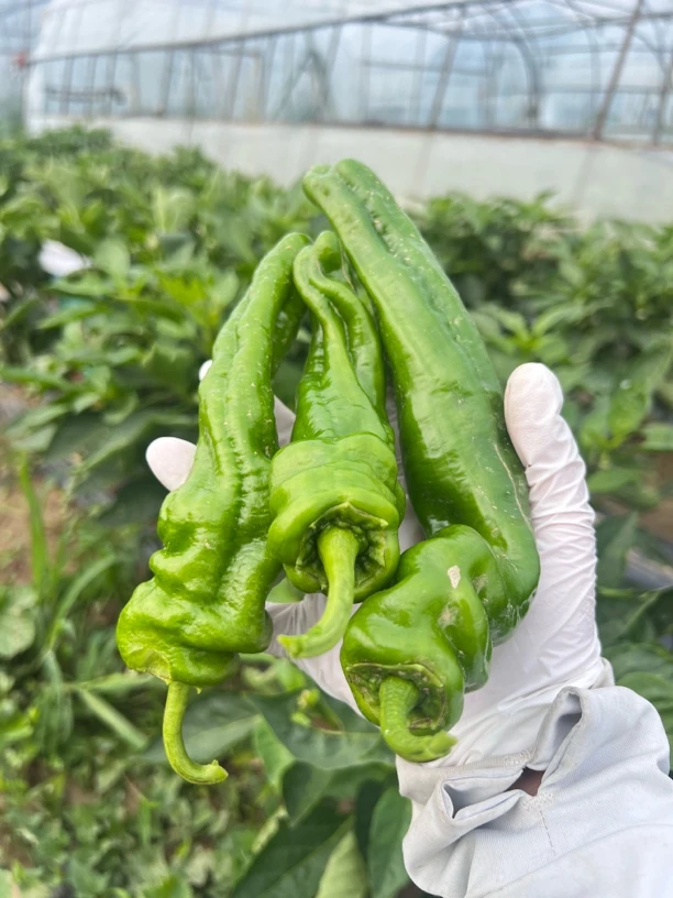 湖北新鲜采摘特辣薄皮螺丝椒农家自种应季蔬菜