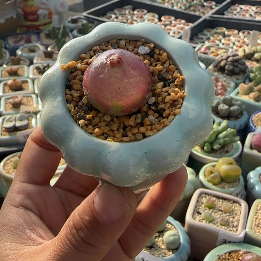 3449--一物一拍 带盆