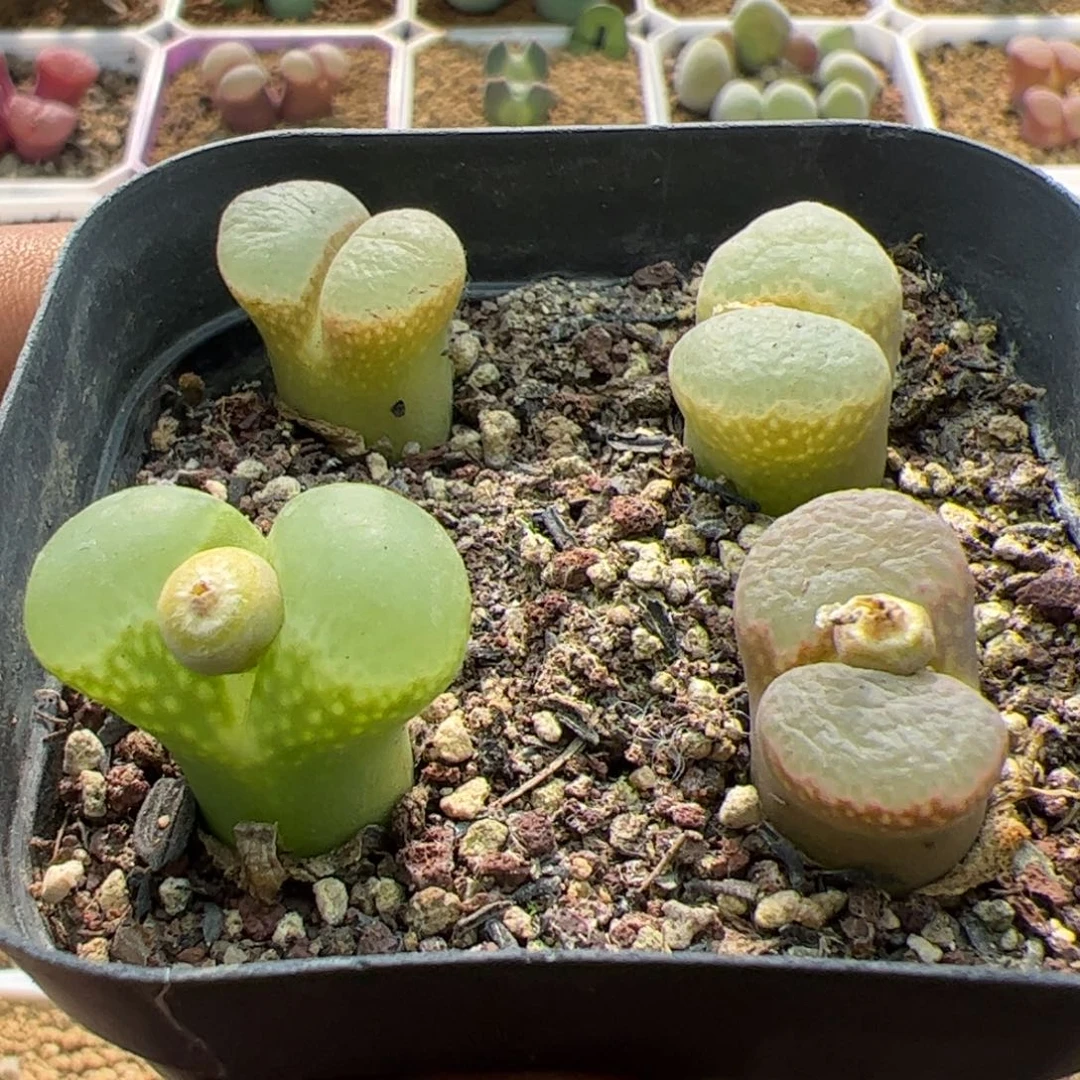 大家过年好22755