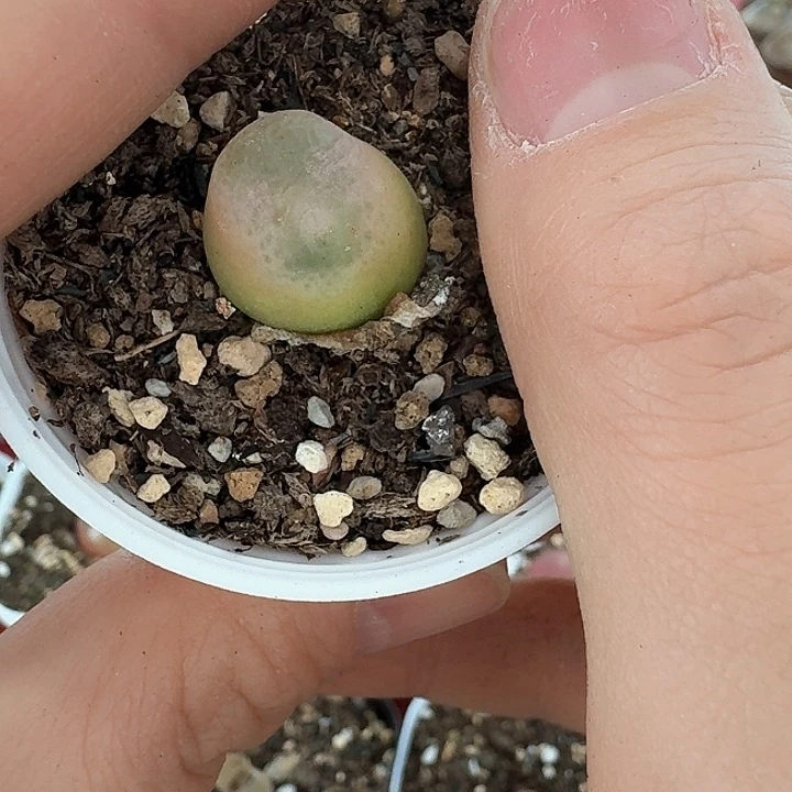 老马生石花毛怪840