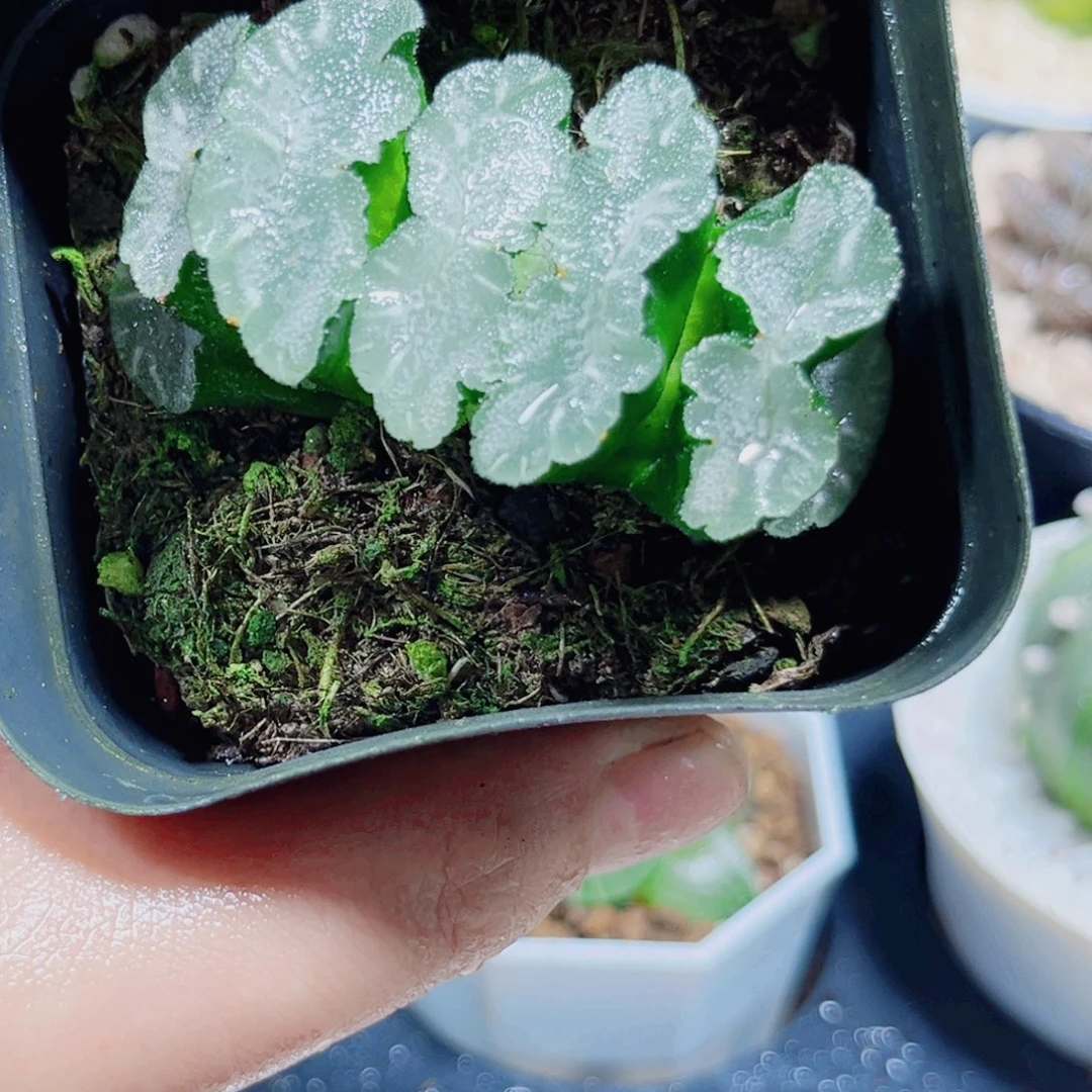 猛犸玉扇多肉植物6666