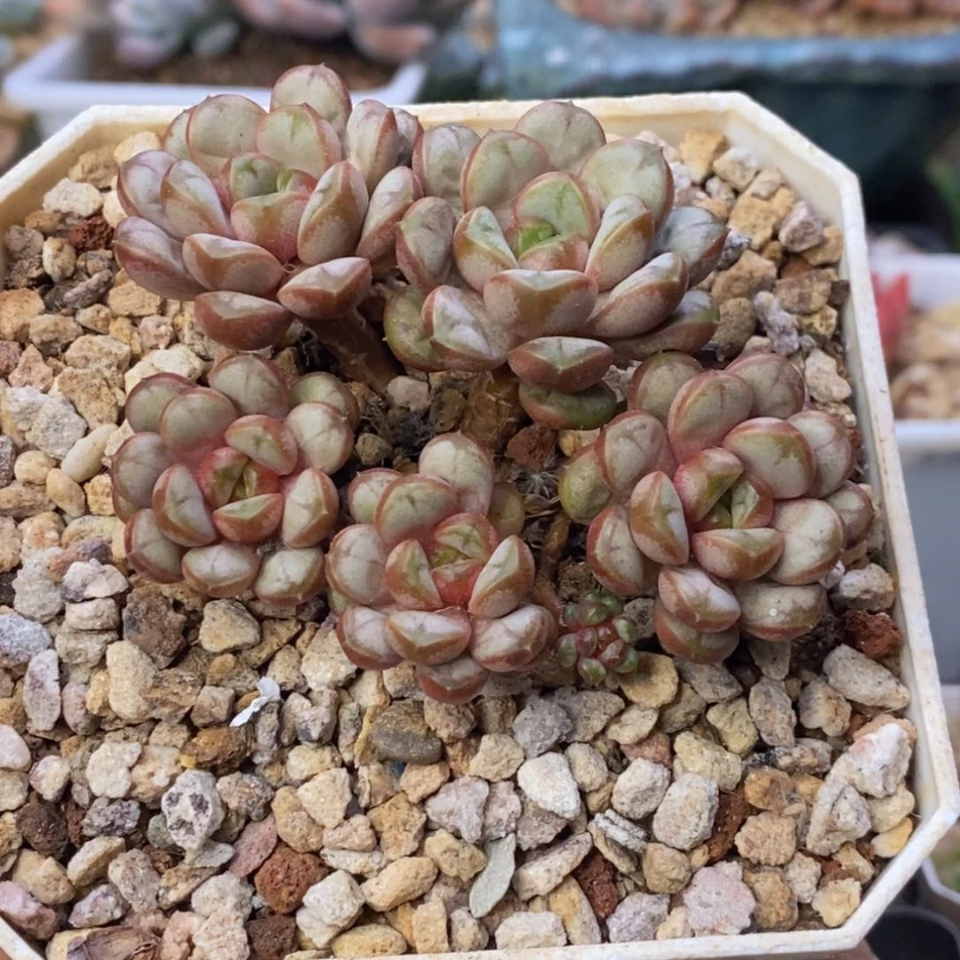 控养葡萄自然群一物一拍8厘米