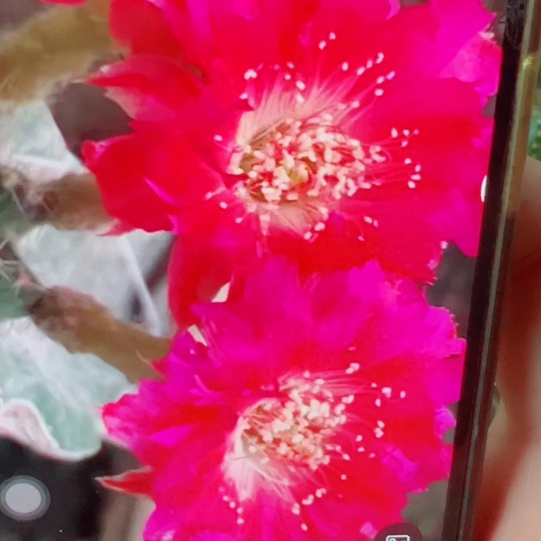 丽花 惊雷 側芽 滿20包郵