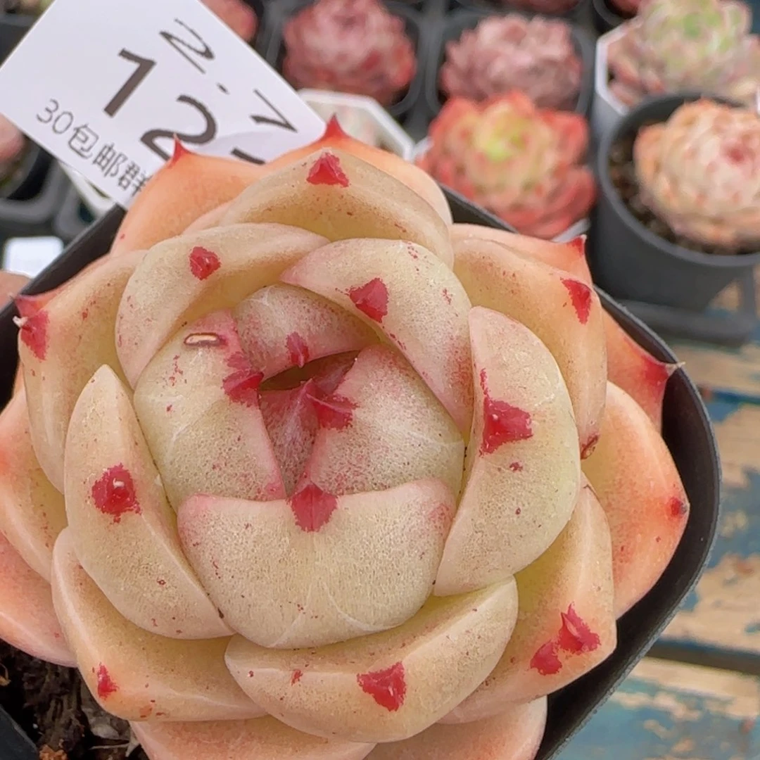 麦秆单头一颗脱土发货