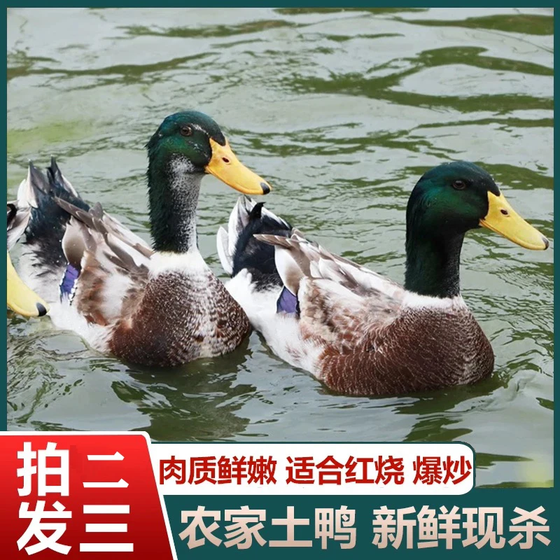 土鸭子买二送一 共三只仔鸭肉质鲜嫩 净重共9-10斤非老鸭