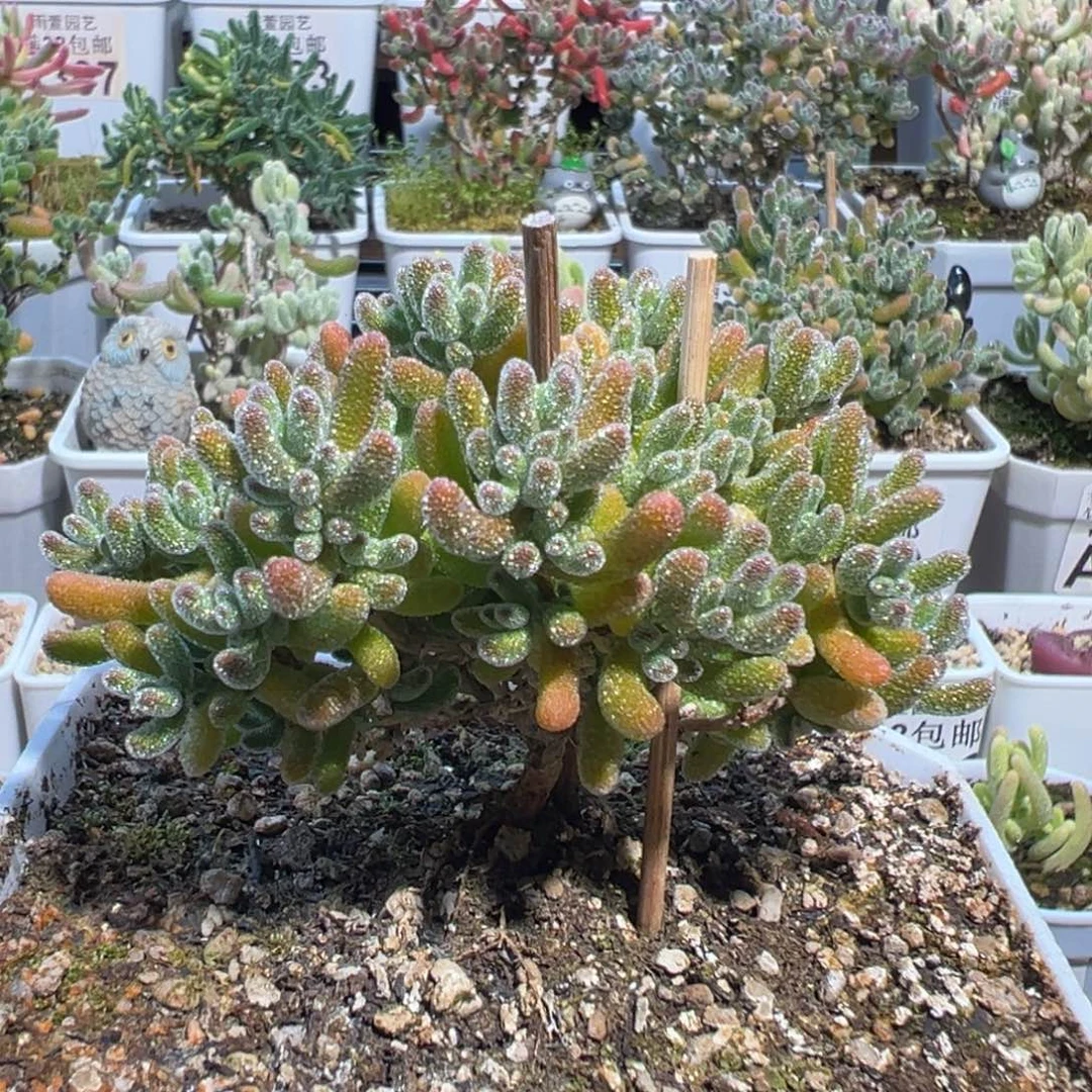 30-736枝干番杏多肉奶油冰小树七方盆老桩