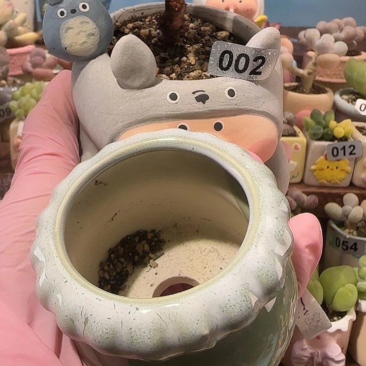 ****车T爱心种绿盆盆口3.5cm
