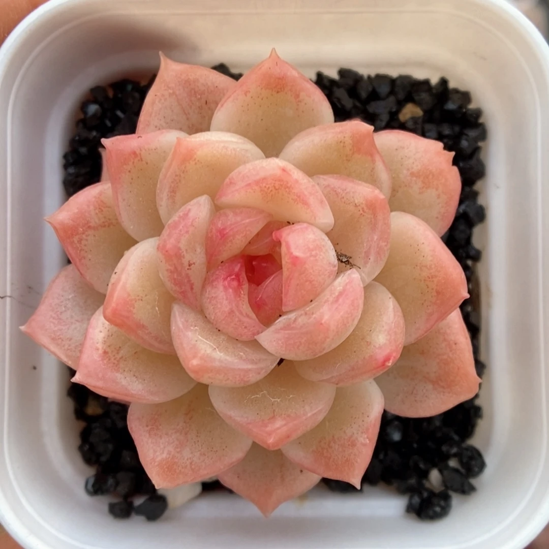 宝石心珍妮可拍523号