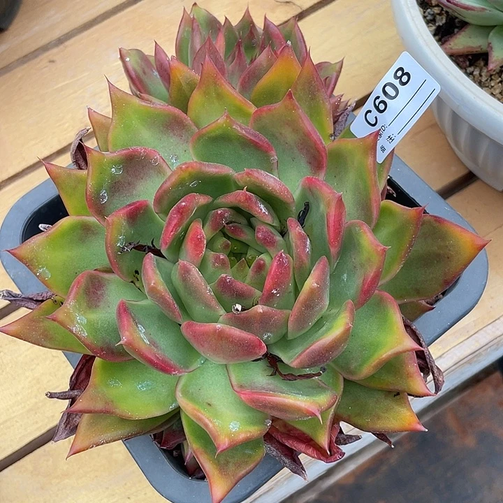 若如东云单拍C608