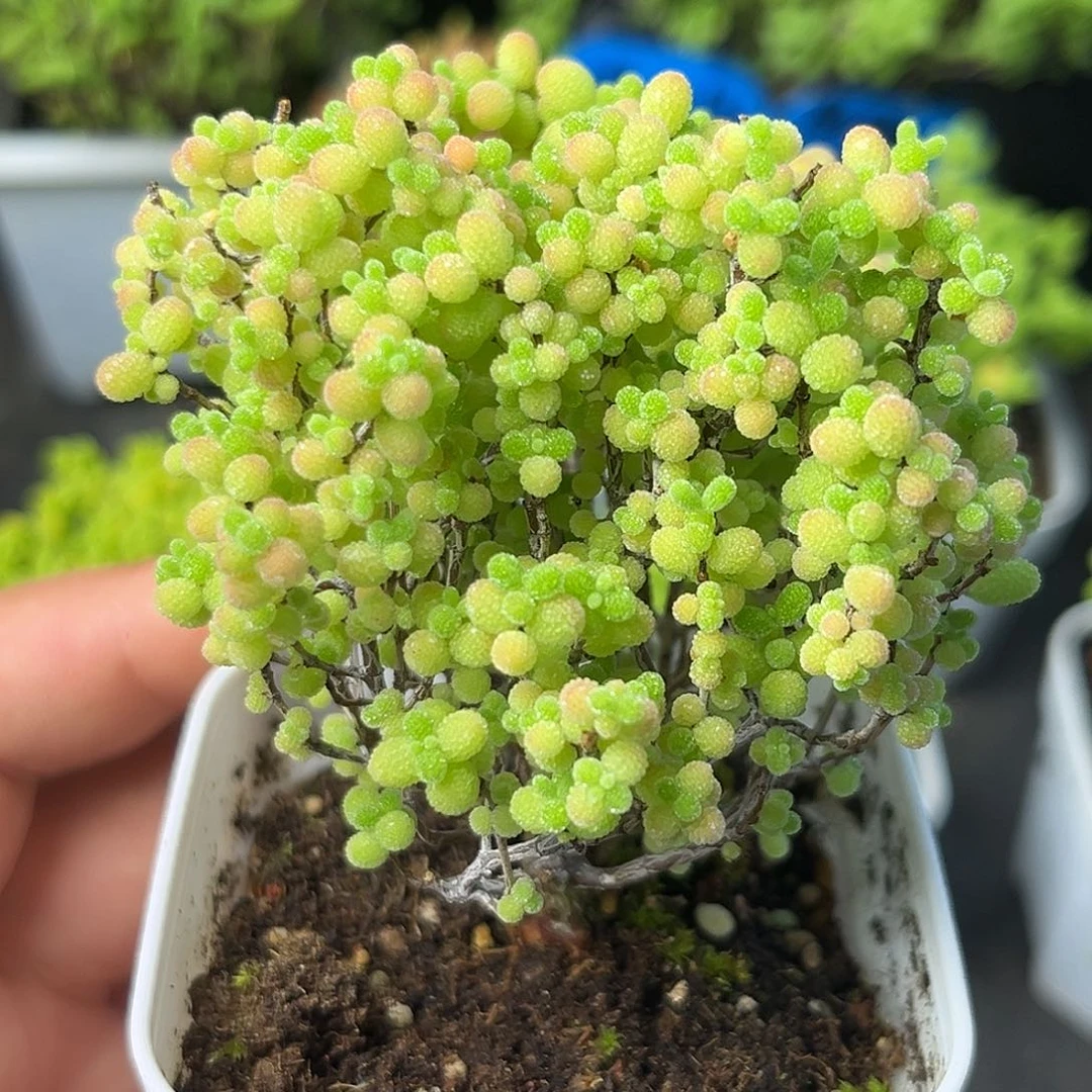 850蜜桔。
