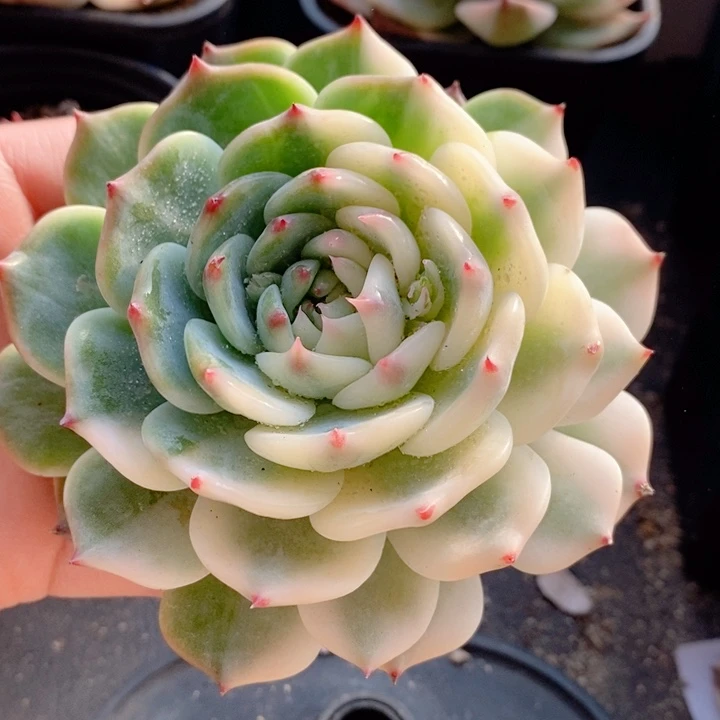 咖吉娃娃锦多肉植物