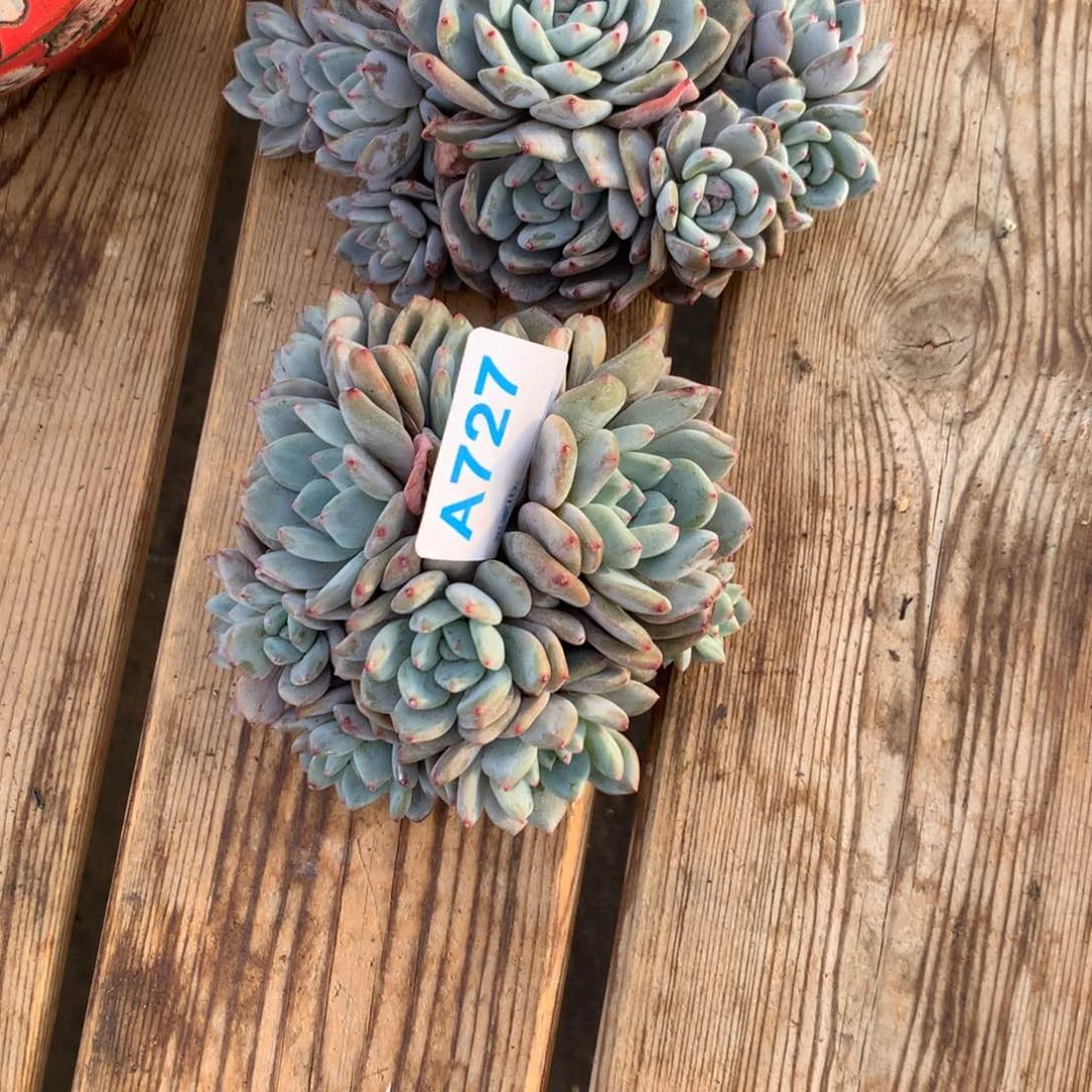 天***神A727 2颗售后范围：签收起7天内