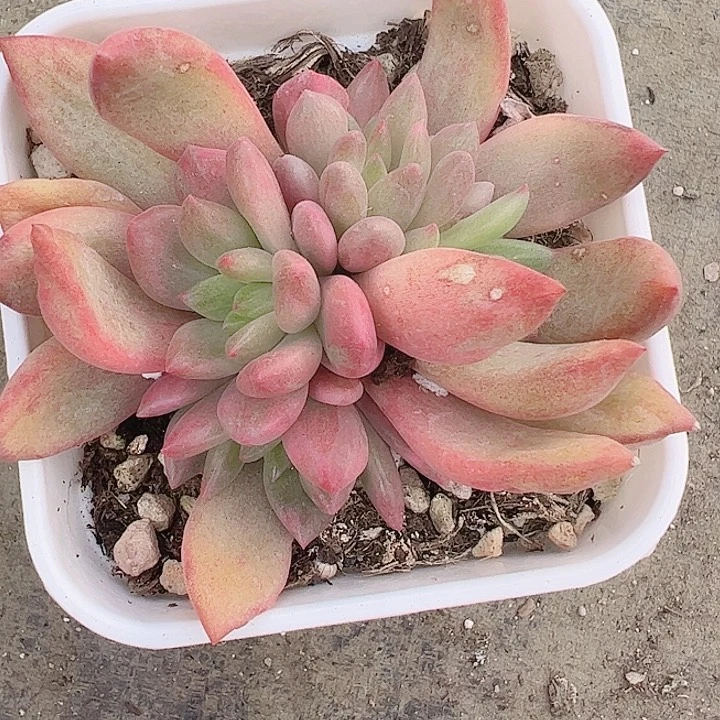 唐*生多肉植物多肉植物