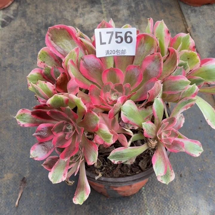 瑞妈多肉植物，756.