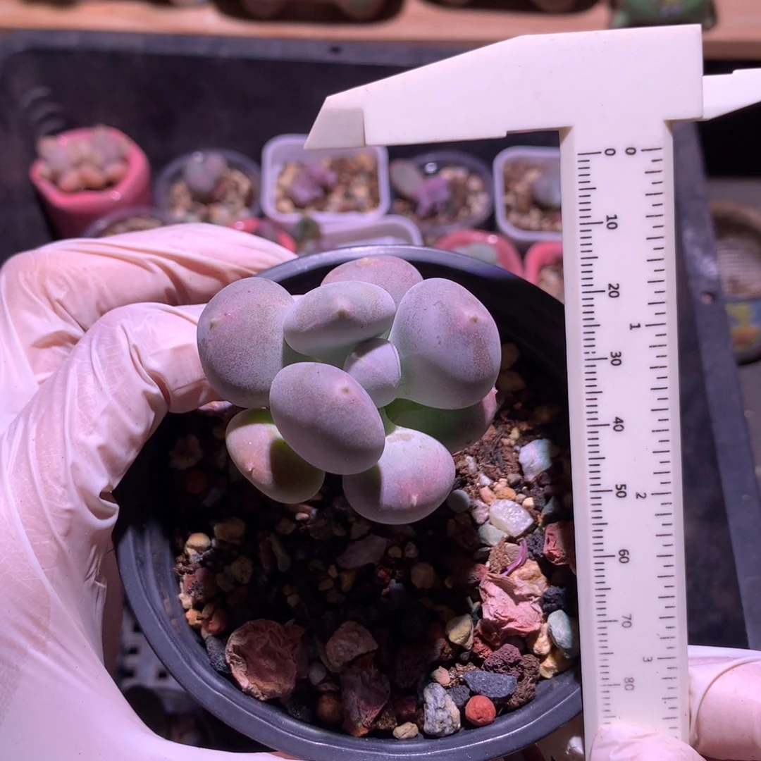 哈哈哈哈小屁桃小屁桃