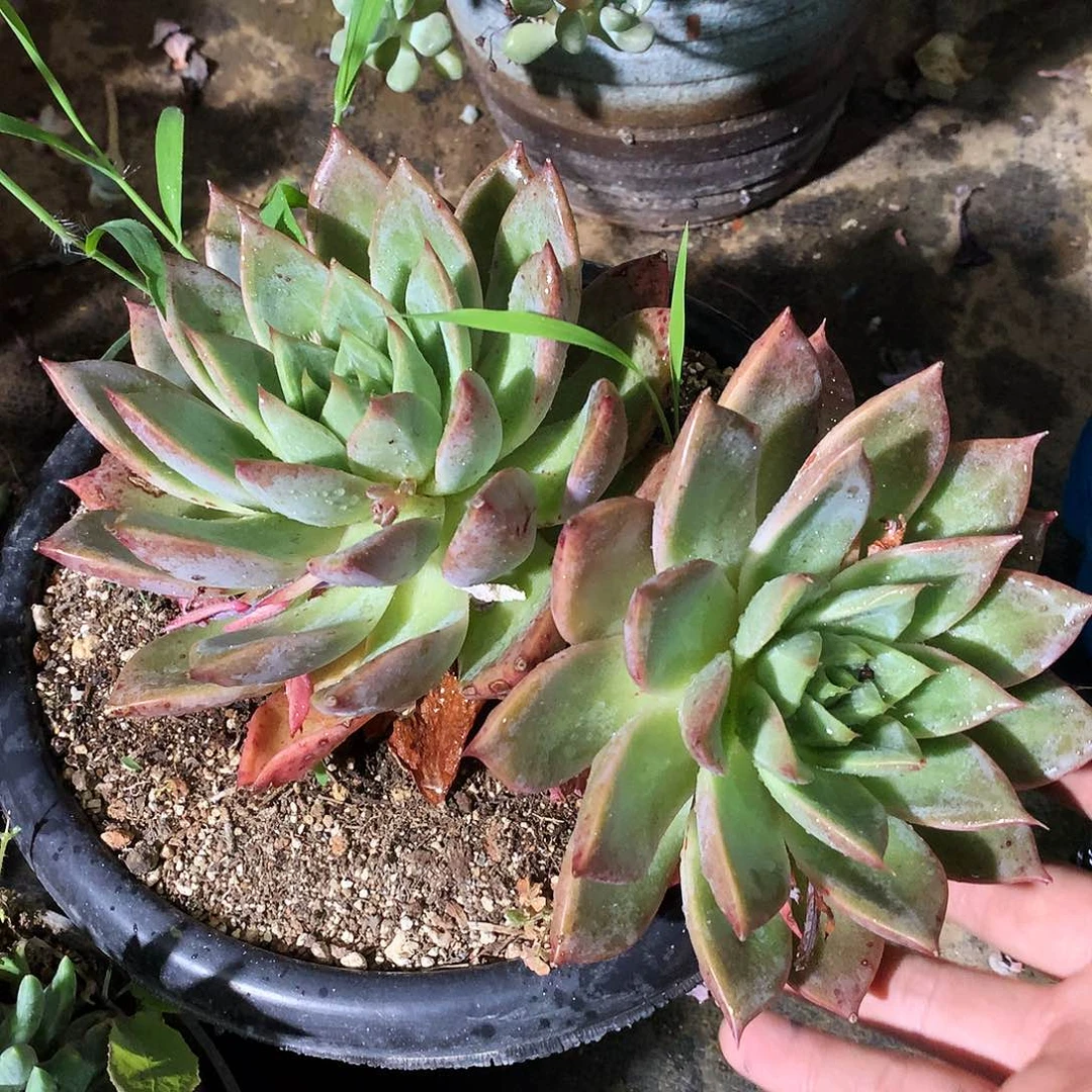 蜜桃仙子一物一拍9-186