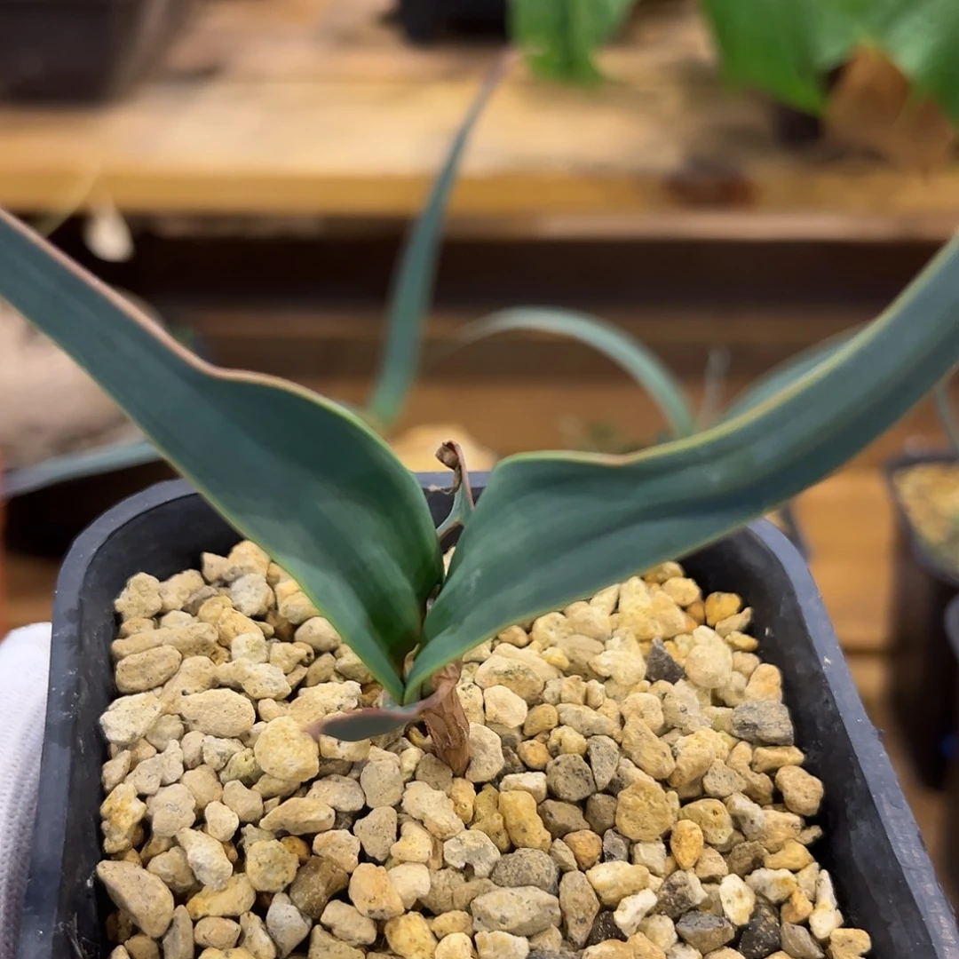 汤圆植物9百岁兰漂亮
