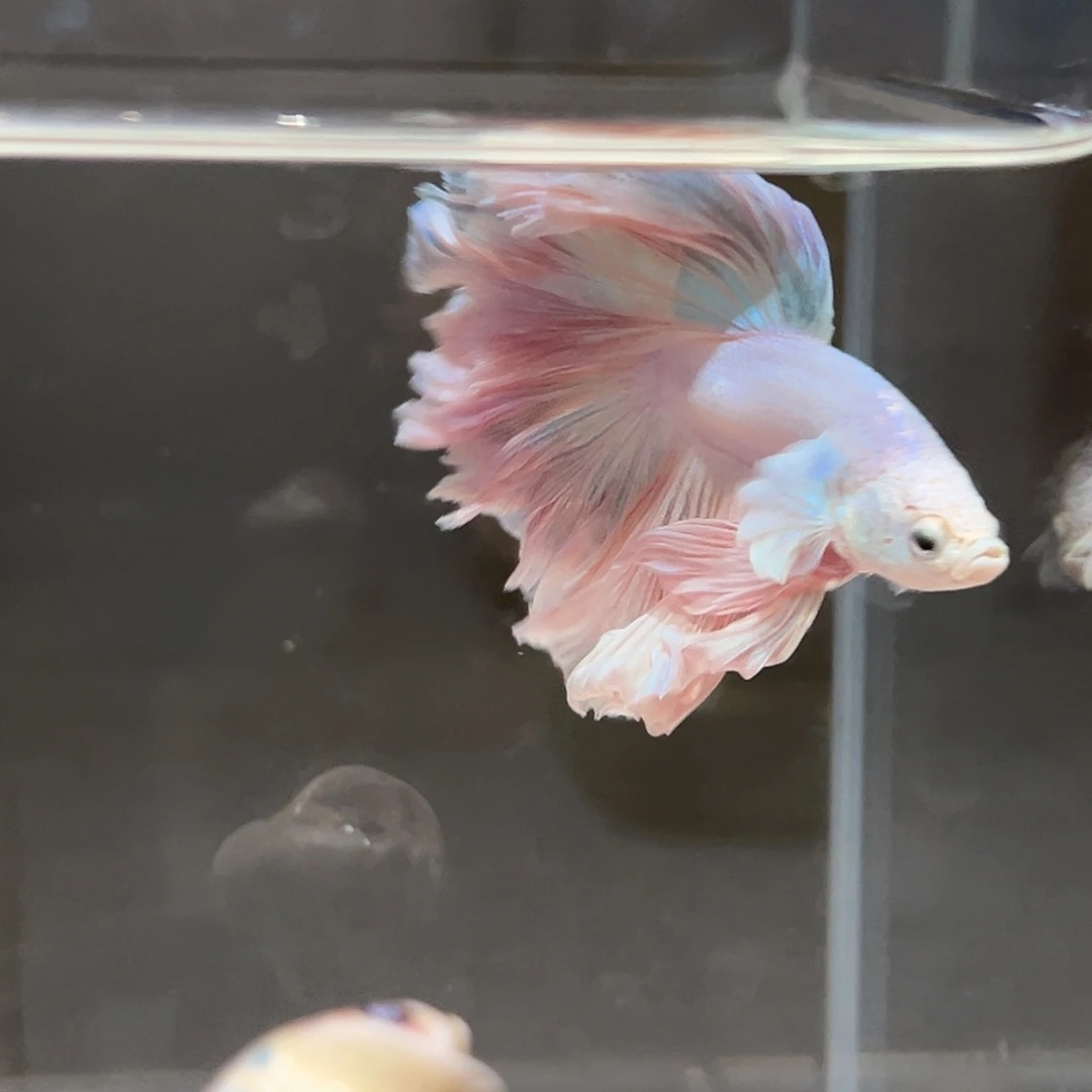 斗鱼粉色婚纱尾纯正粉