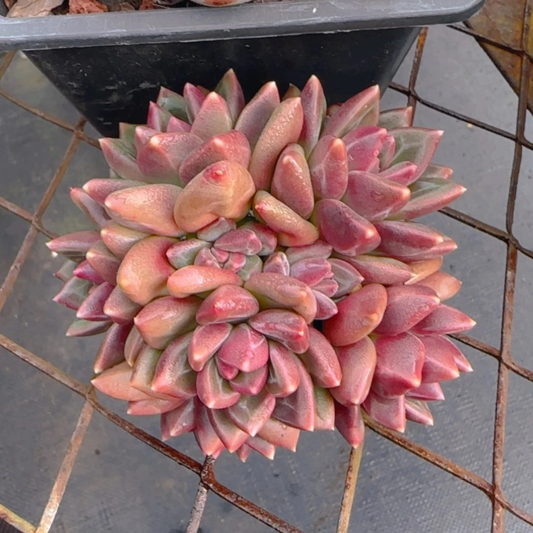 【闪购商品】五头迷雾泡泡59.9