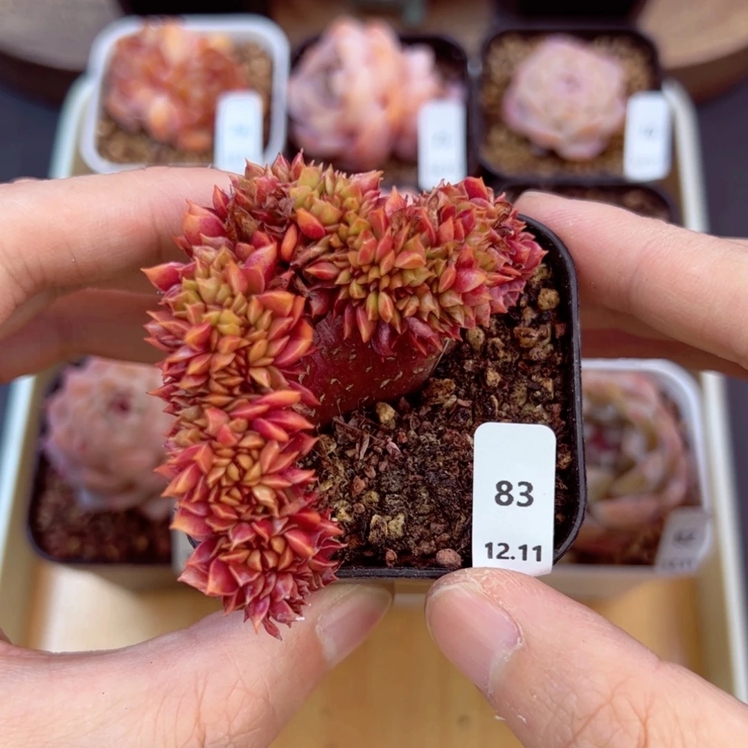 好好看83、哈哈哈哈