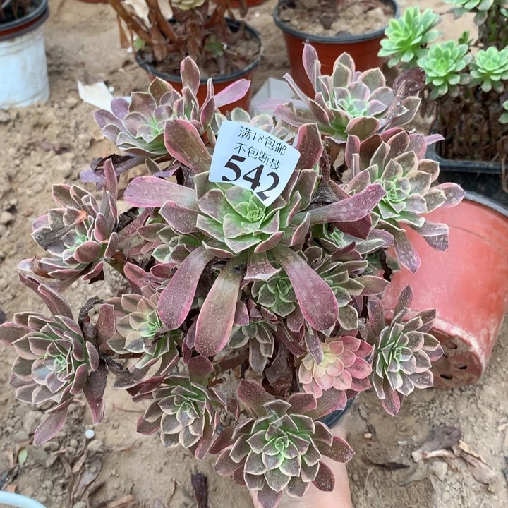 542金丝雀手捧1号棚
