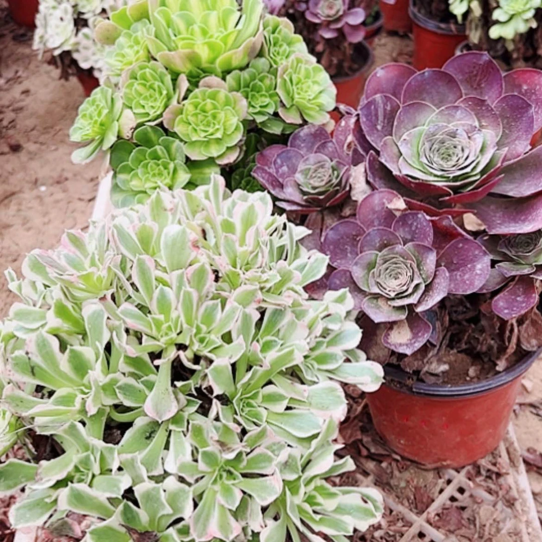 【闪购商品】无花朵y***华13号套餐3颗多肉植物