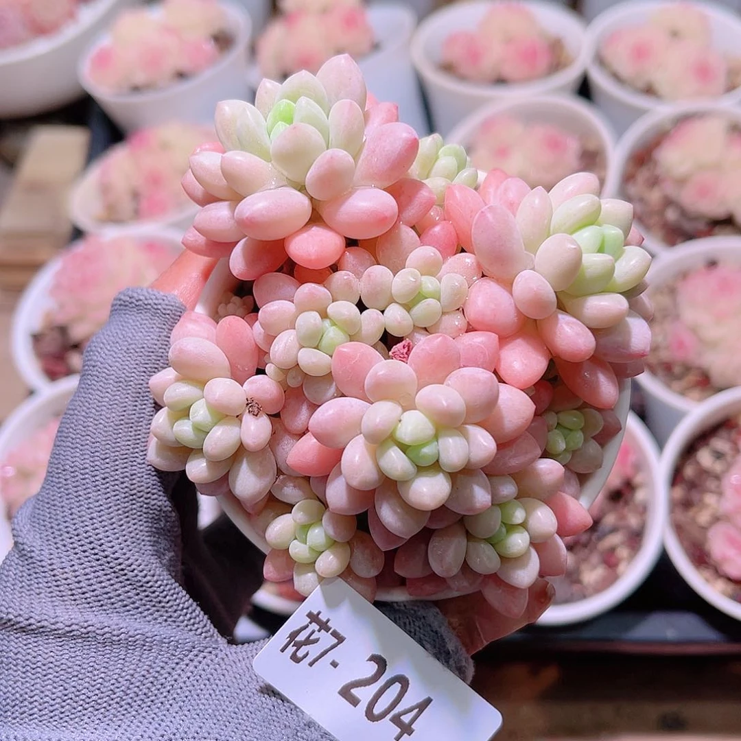 花07-504洛可可群