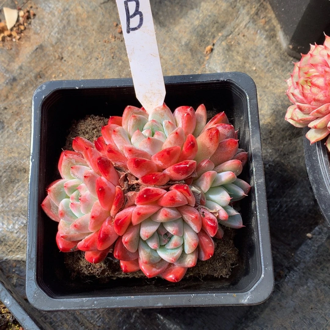 如梦令7272727272727