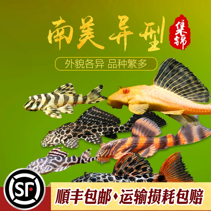 异型鱼集锦l600帝王血钻l333皇后迷宫红眼女王豹纹清道夫异形l134