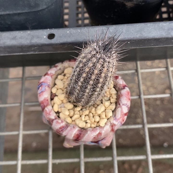 伯克利和格蕾纳等著名音乐