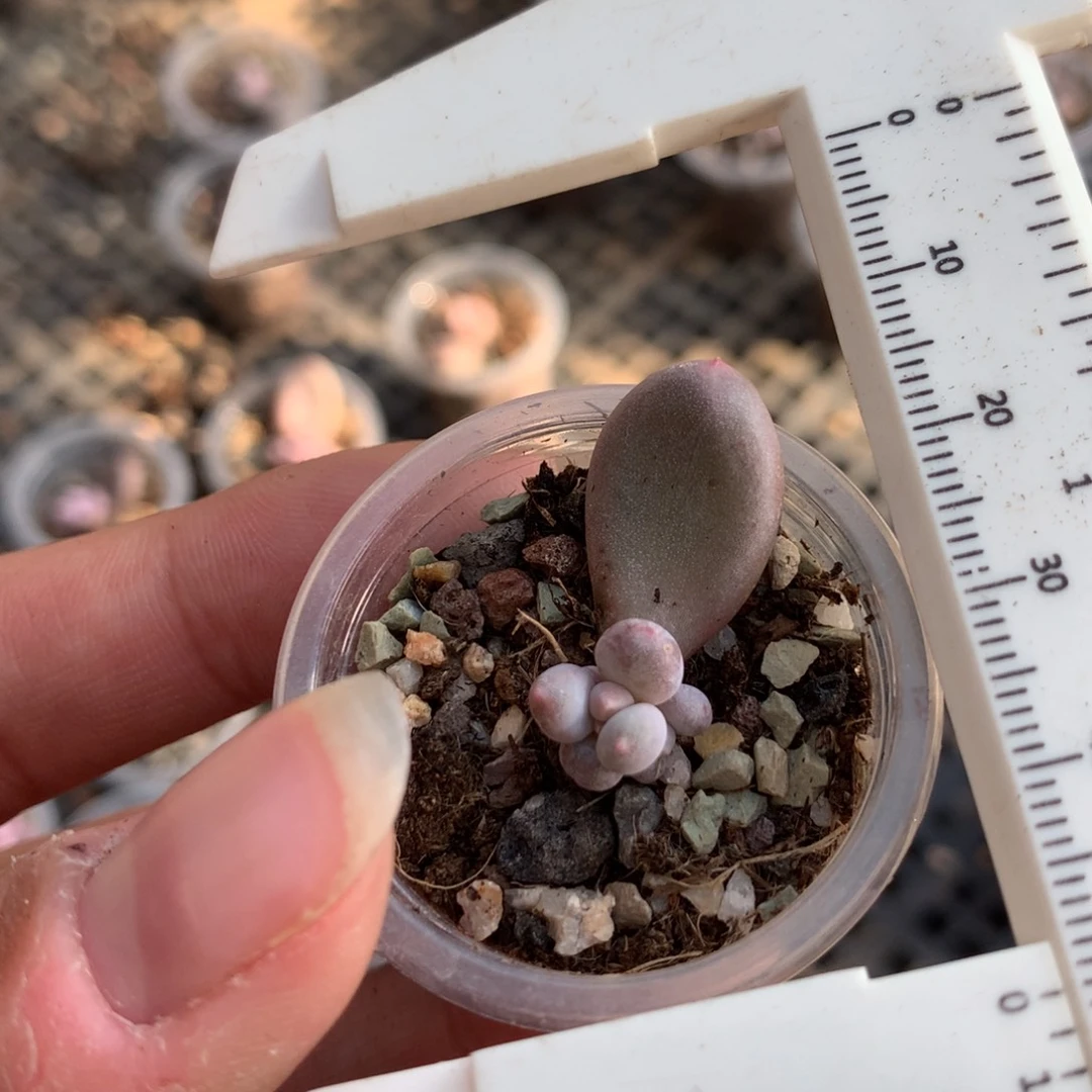 韩国彩虹奶多肉植物