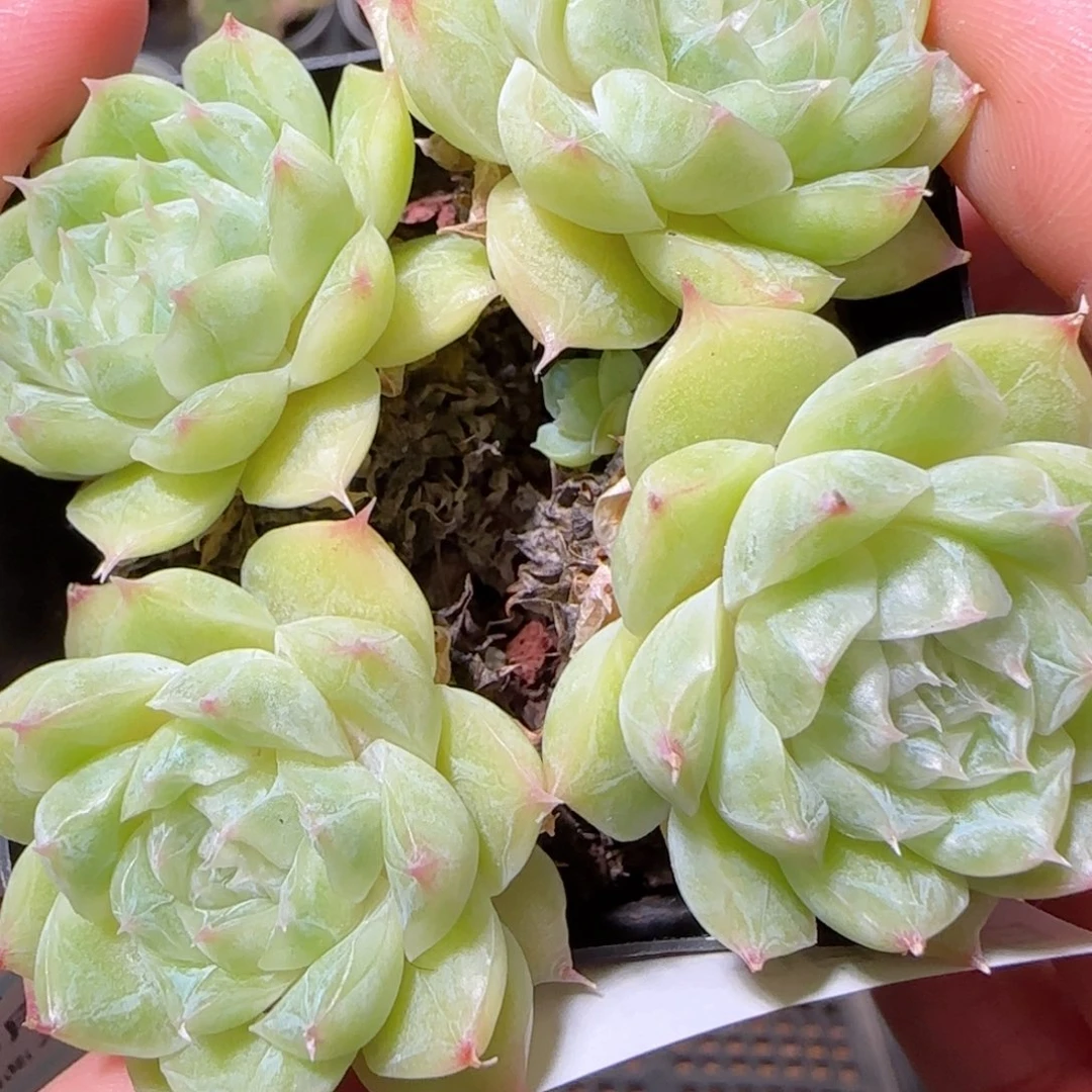 花语逸镜1025-115麦秆