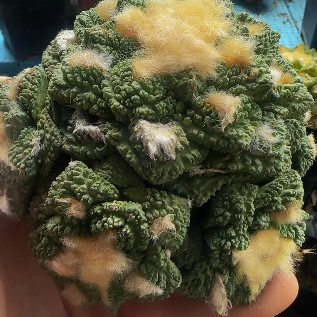 龟甲群头520仙人球